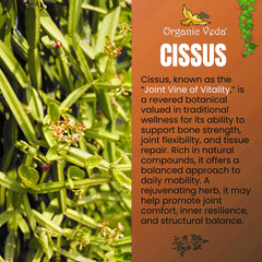 Cissus Extract Capsules